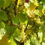 Weingut & Gaestehaus Mees Ubytování v soukromí Briedel