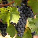 Weingut & Gaestehaus Mees Ubytování v soukromí