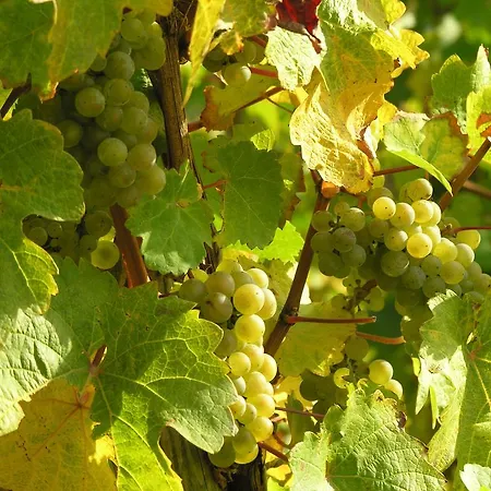 Weingut & Gaestehaus Mees Quarto em Acomodações Particulares Briedel