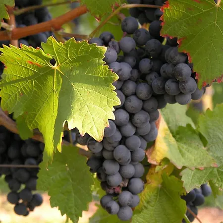 Weingut & Gaestehaus Mees Quarto em Acomodações Particulares