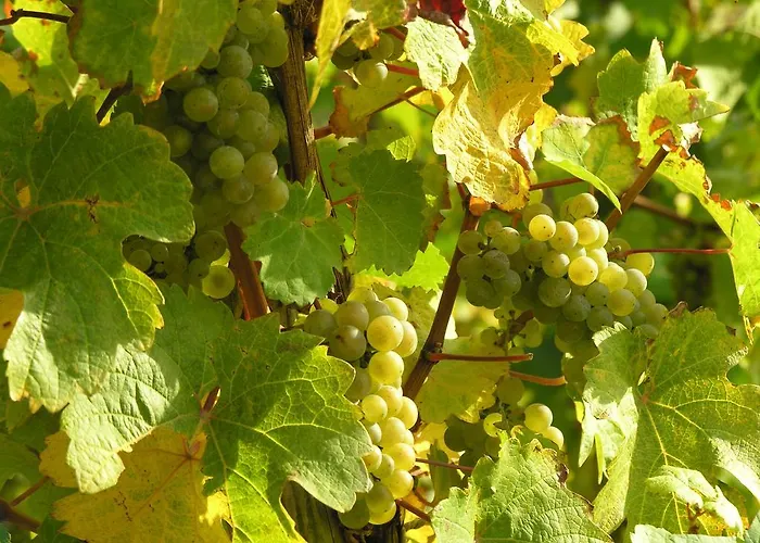 Weingut & Gaestehaus Mees Alloggio in famiglia Briedel