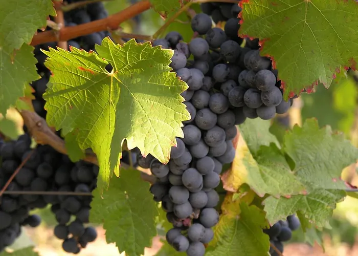 Weingut & Gaestehaus Mees 홈스테이